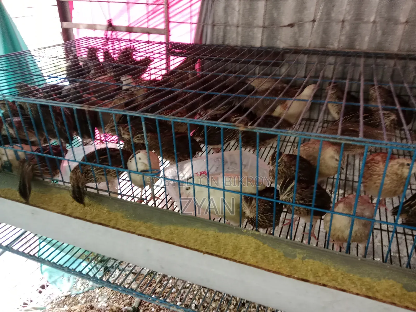Quail Bird
