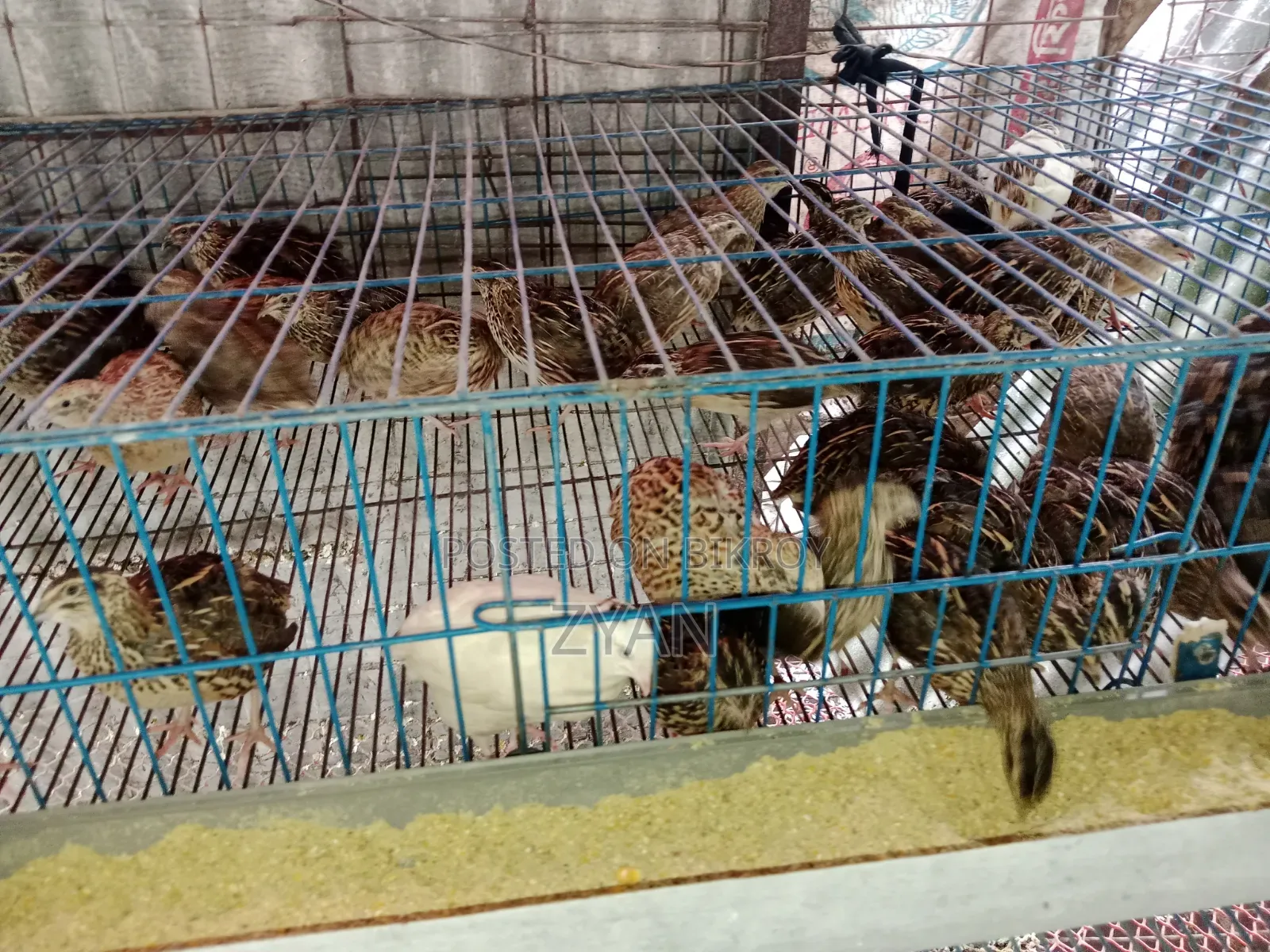 Quail Bird