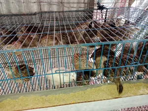 Quail Bird