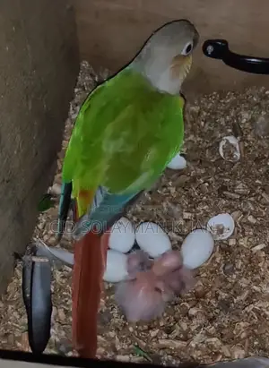 Pineapple Conure Parrot