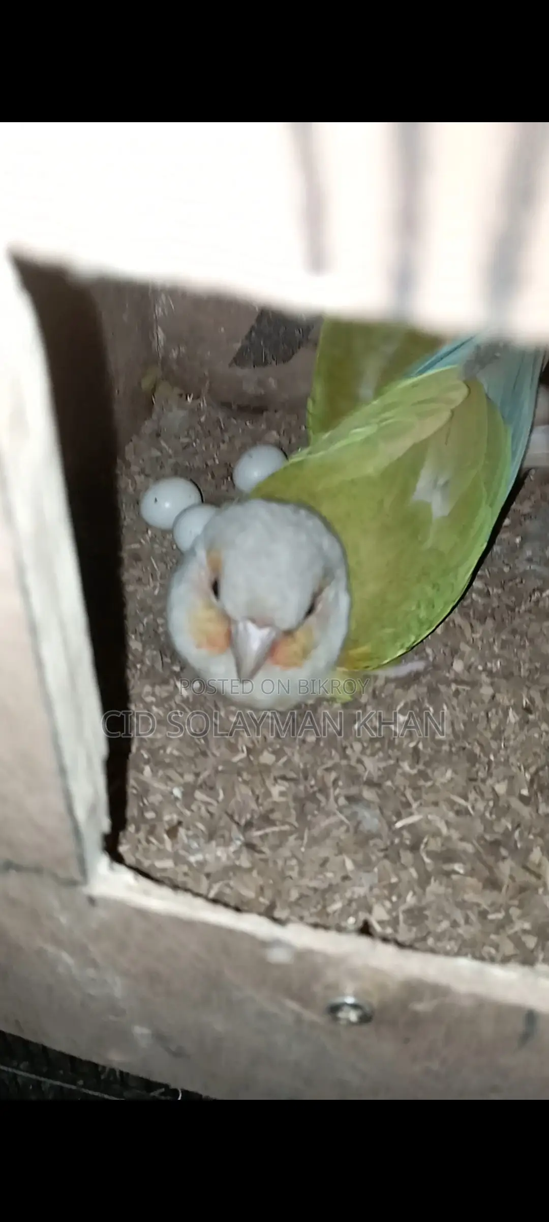 Pineapple Conure Parrot