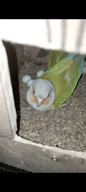Pineapple Conure Parrot