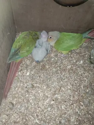 Pineapple Conure Parrot