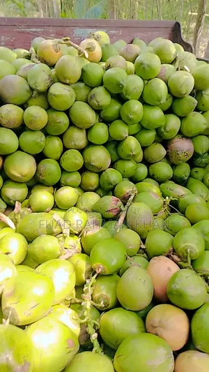 Green Coconut