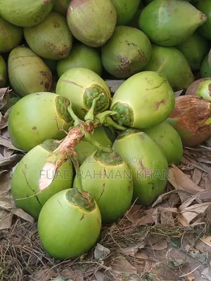 Green Coconut