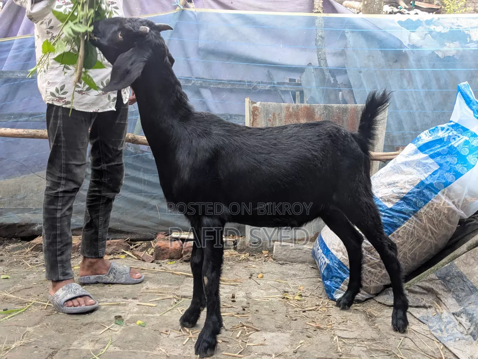 কুরবানী উপযুক্ত খাসি বিক্রয় হবে।