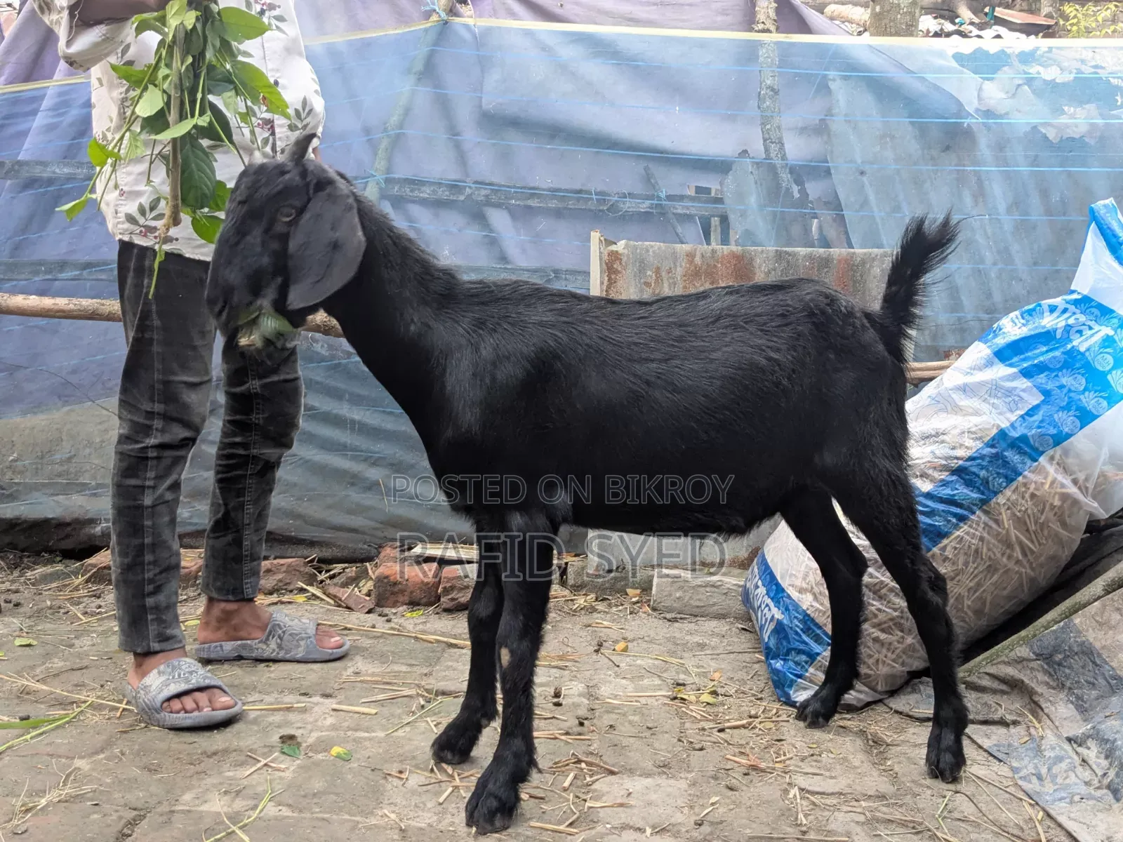 কুরবানী উপযুক্ত খাসি বিক্রয় হবে।