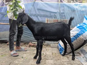 কুরবানী উপযুক্ত খাসি বিক্রয় হবে।