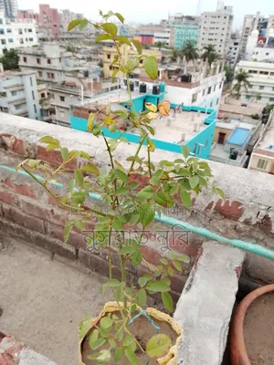 গোলাপি দেশি গোলাপ