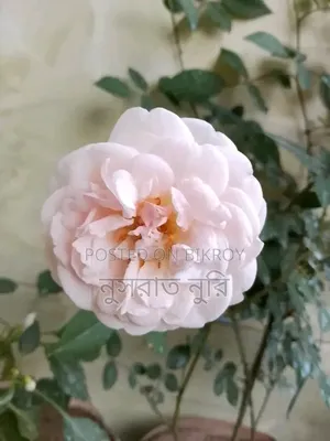 গোলাপি দেশি গোলাপ