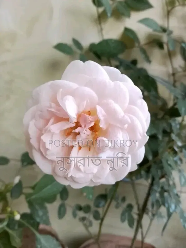 গোলাপি দেশি গোলাপ