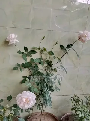 গোলাপি দেশি গোলাপ
