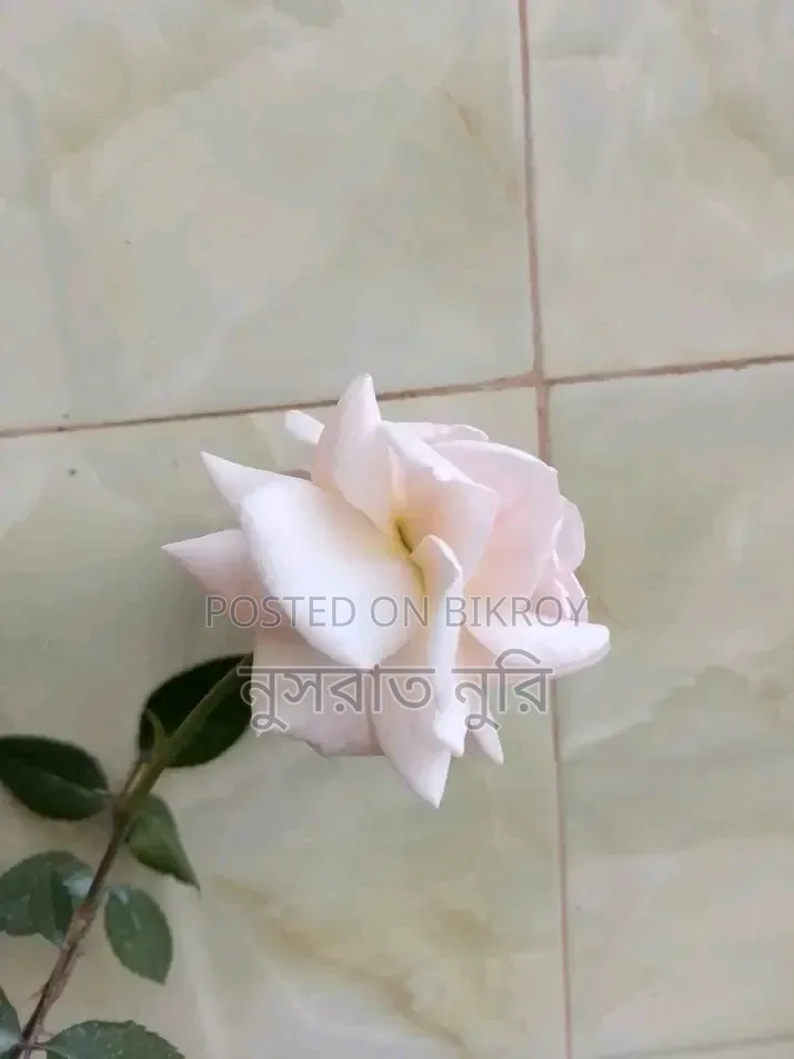 গোলাপি দেশি গোলাপ