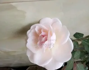 গোলাপি দেশি গোলাপ