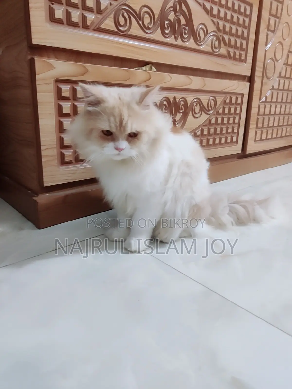 3-6 Months Male Purebred Persian