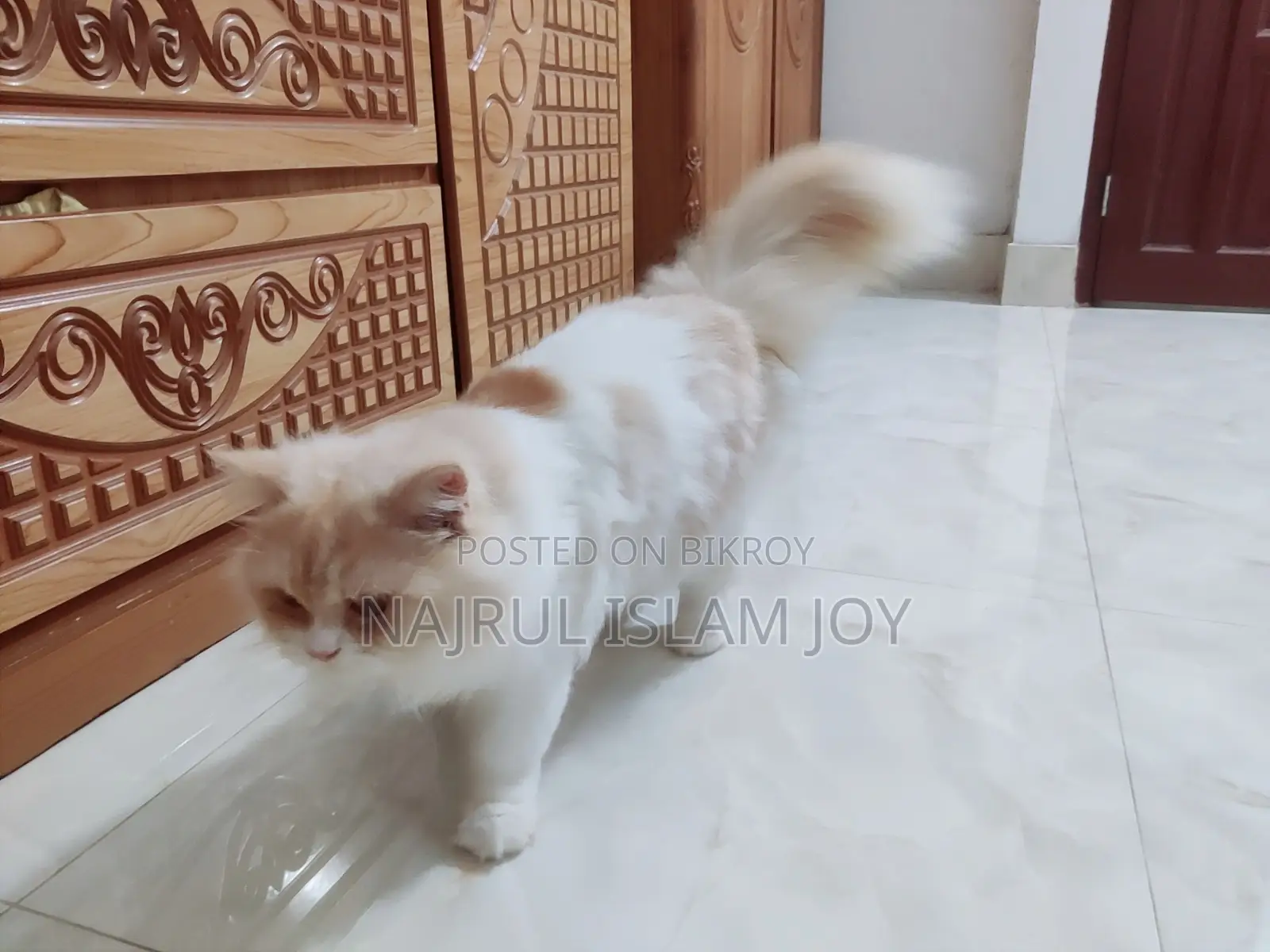 3-6 Months Male Purebred Persian