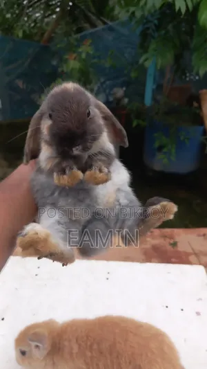 Holland Lop Rabbit