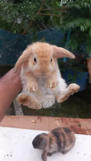 Holland Lop Rabbit