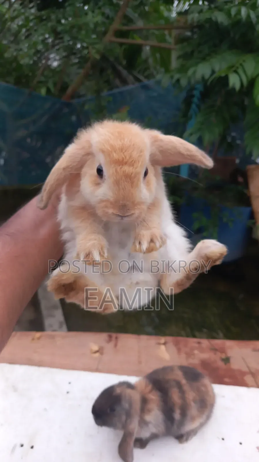 Holland Lop Rabbit