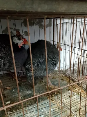 Guinea Fowl