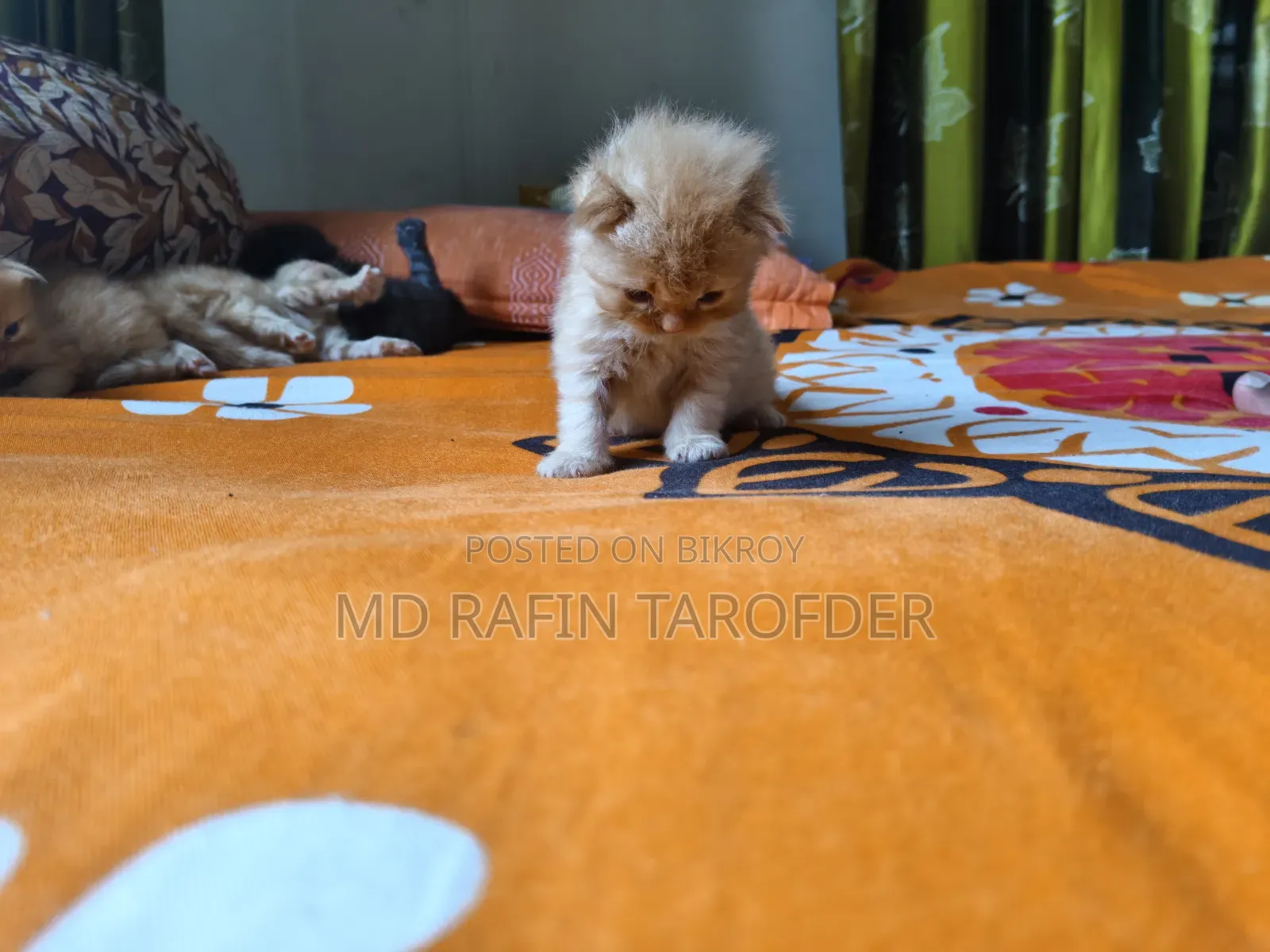 ১-৩ মাস বয়সী ফিমেল পিওরব্রেড পার্সিয়ান