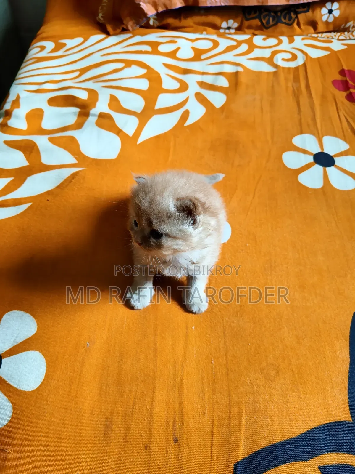 ১-৩ মাস বয়সী ফিমেল পিওরব্রেড পার্সিয়ান