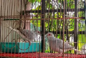 Diamond Dove