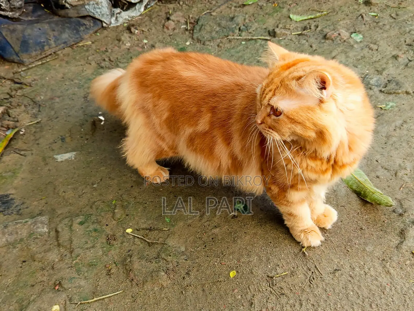 1+ Year Male Purebred Persian