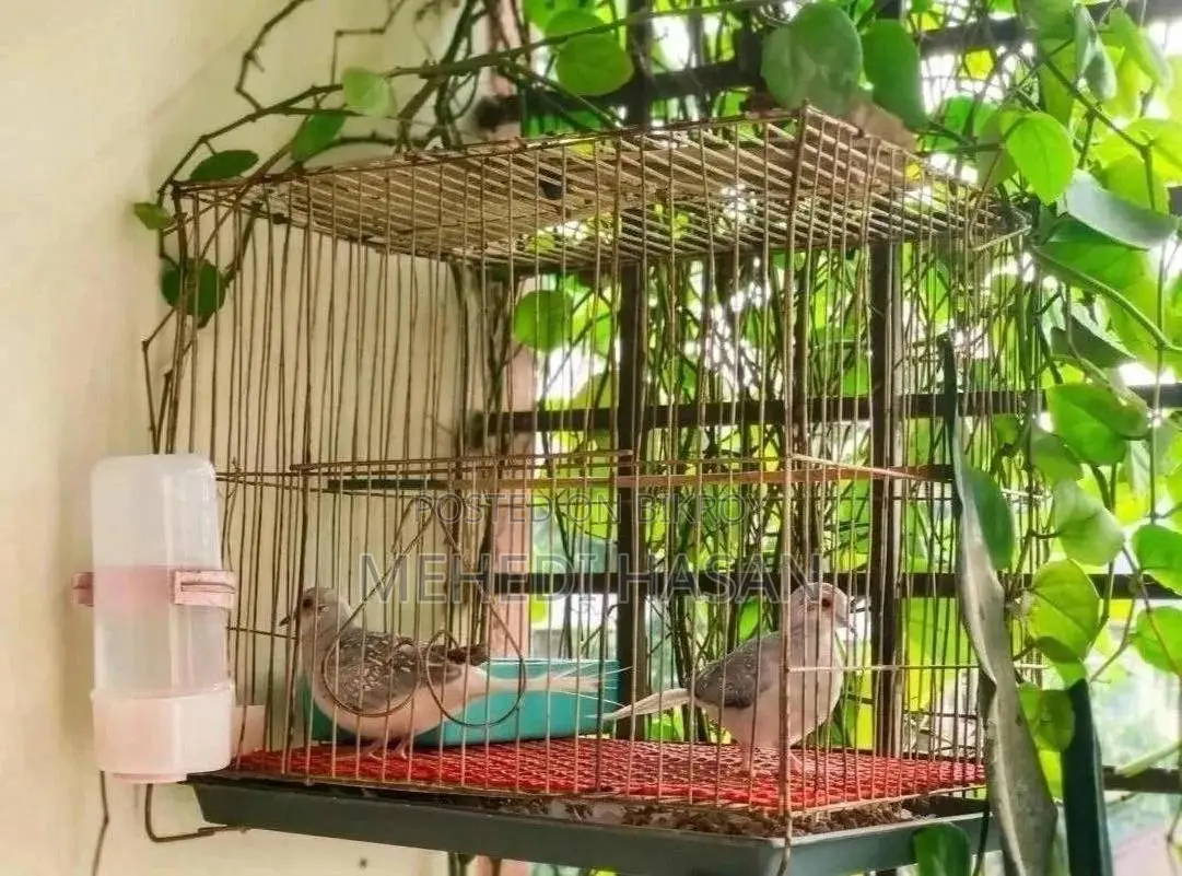 Diamond Dove