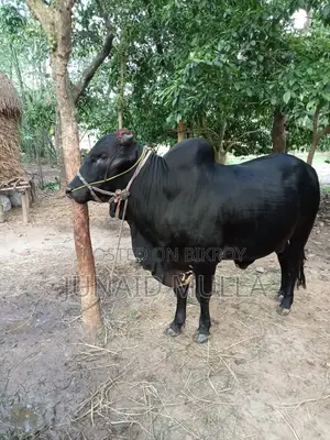বিক্রয়ের জন্য উপযুক্ত গরু
