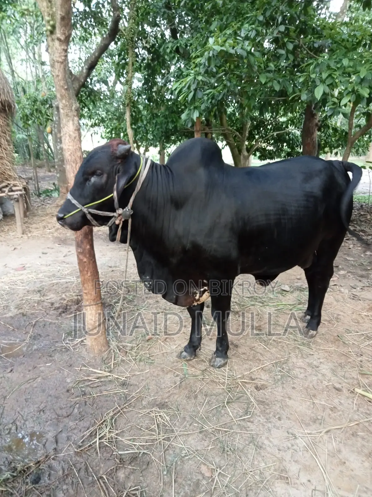 বিক্রয়ের জন্য উপযুক্ত গরু