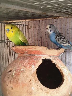 Budgerigar Birds with Eggs
