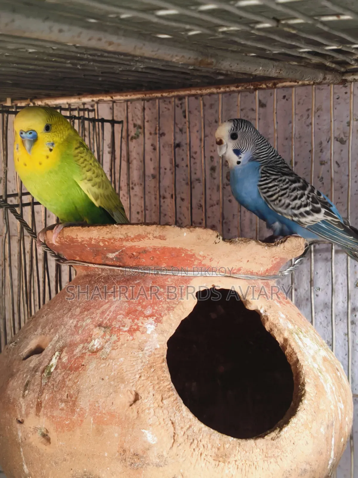 Budgerigar Birds with Eggs