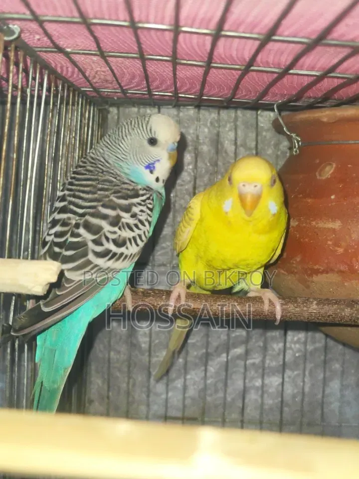 Budgie Birds