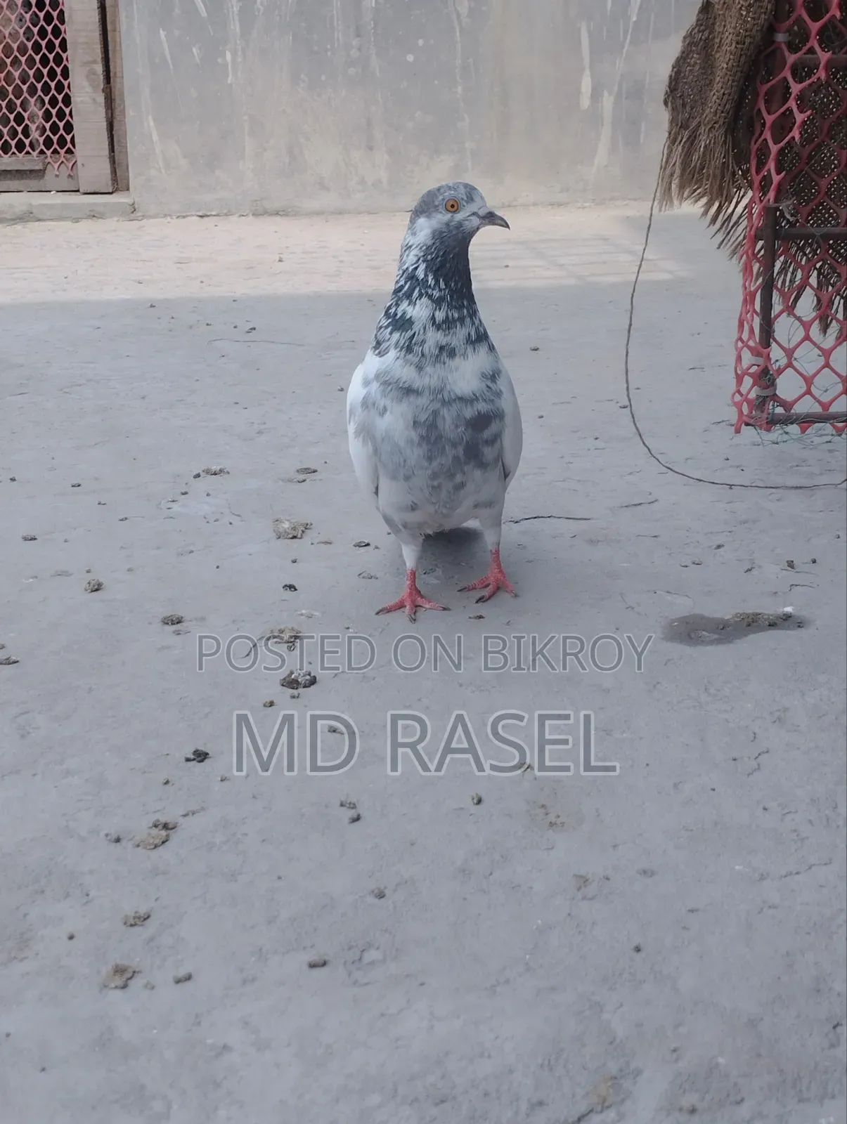 Pigeons for Sale