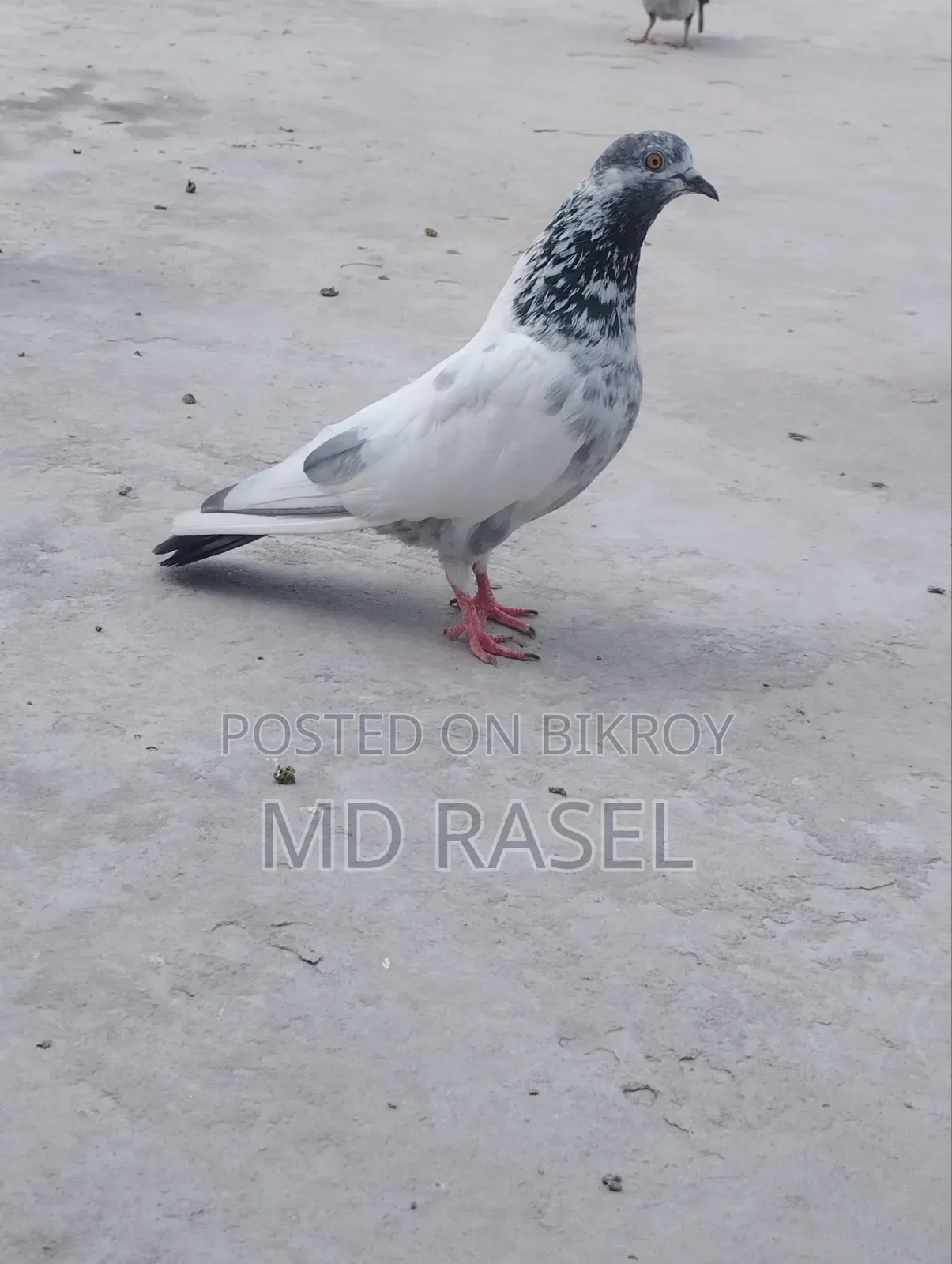 Pigeons for Sale