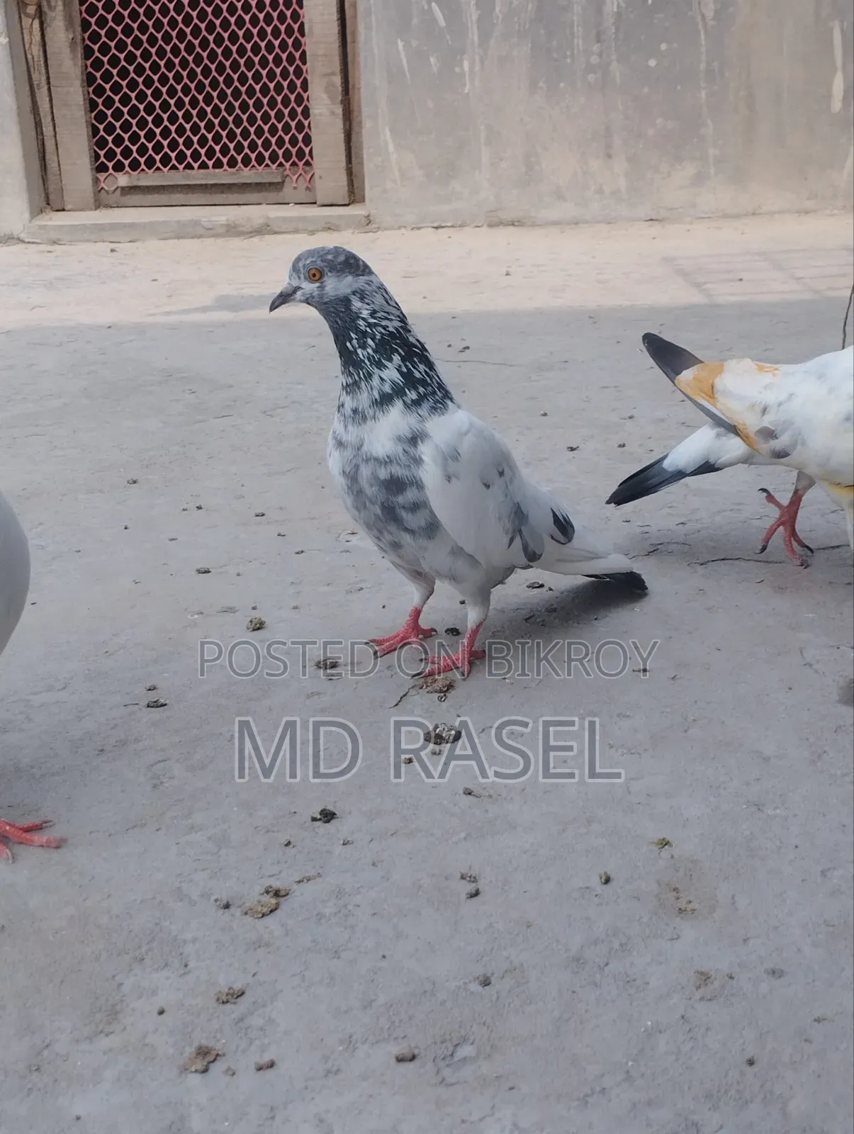 Pigeons for Sale