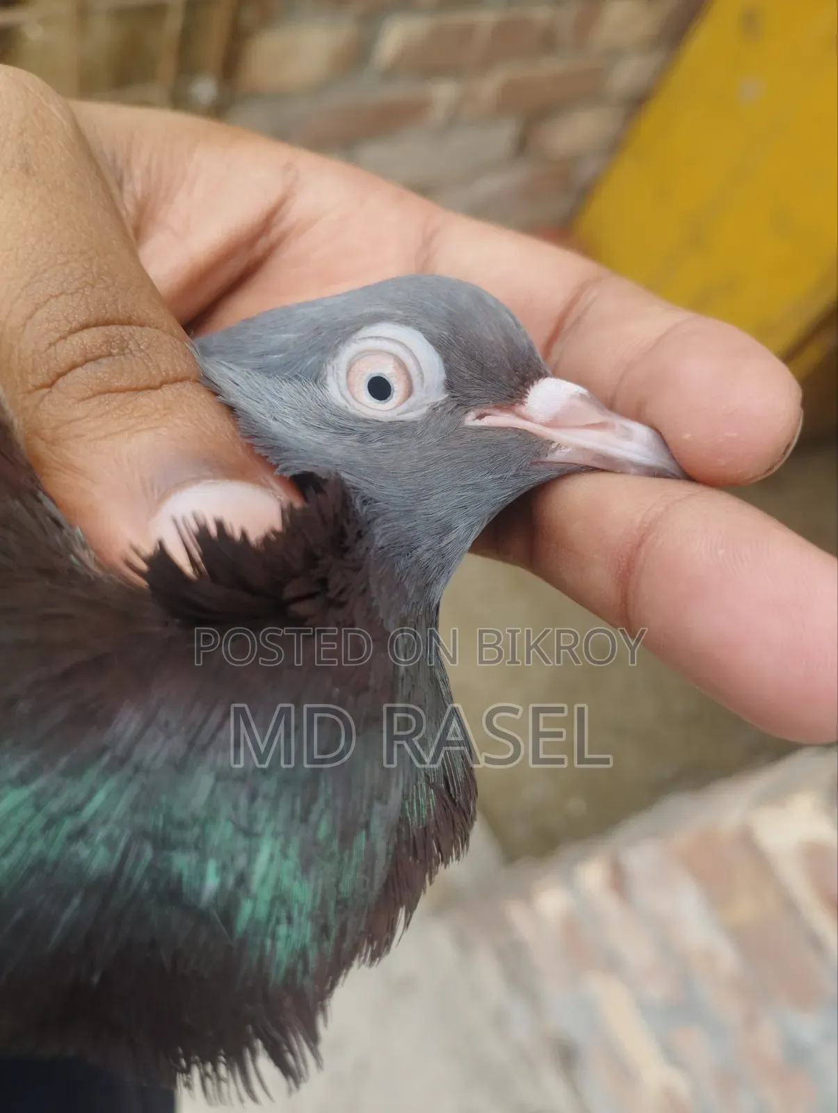 Pigeons for Sale