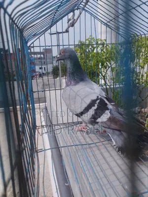 রেসার কবুতর নর