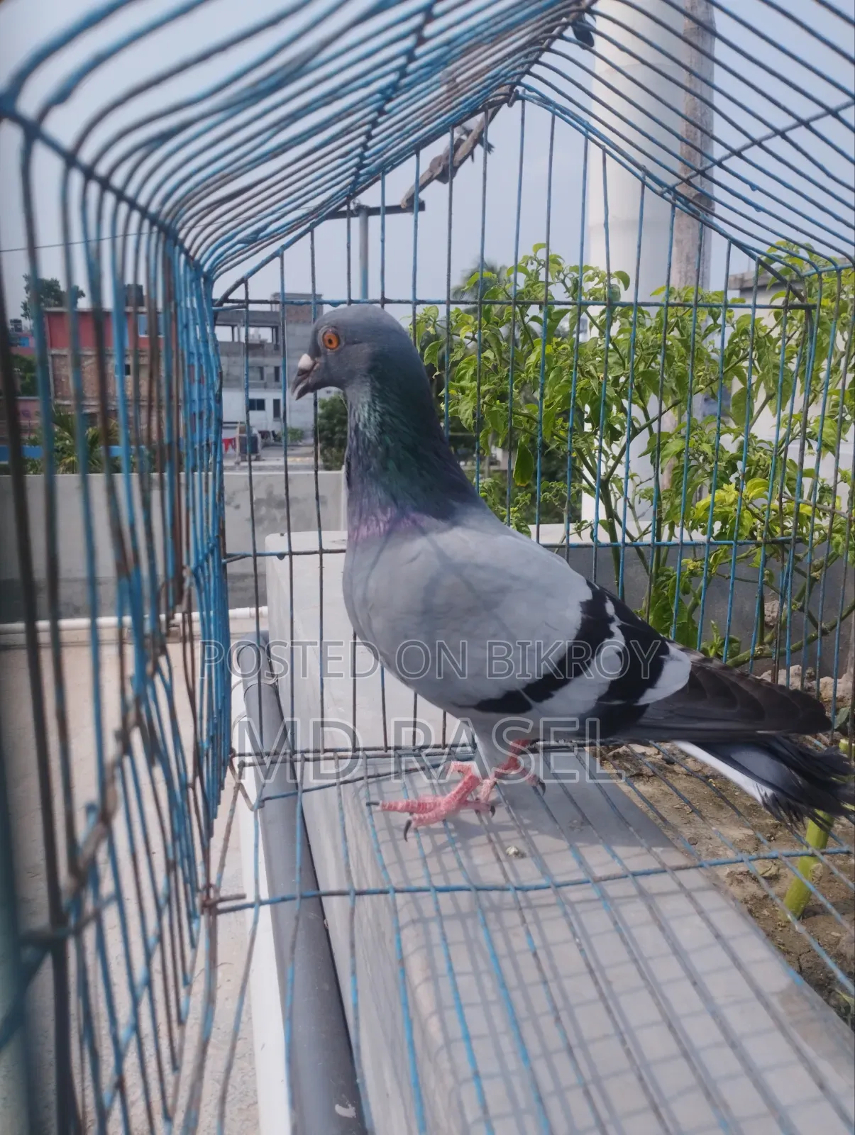 Racer Pigeon Male