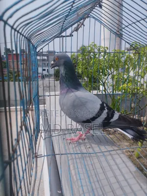 Racer Pigeon Male