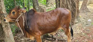 কুরবানী গরু
