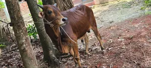 কুরবানী গরু