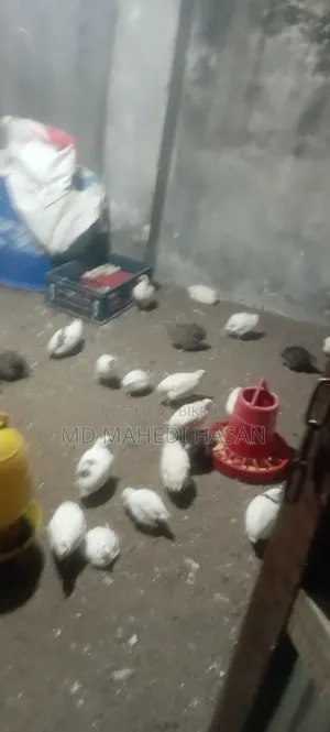 European White Giant Coturnix Quail