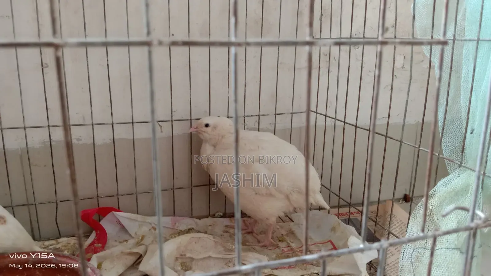 প্রাপ্তবয়স্ক পাখি
