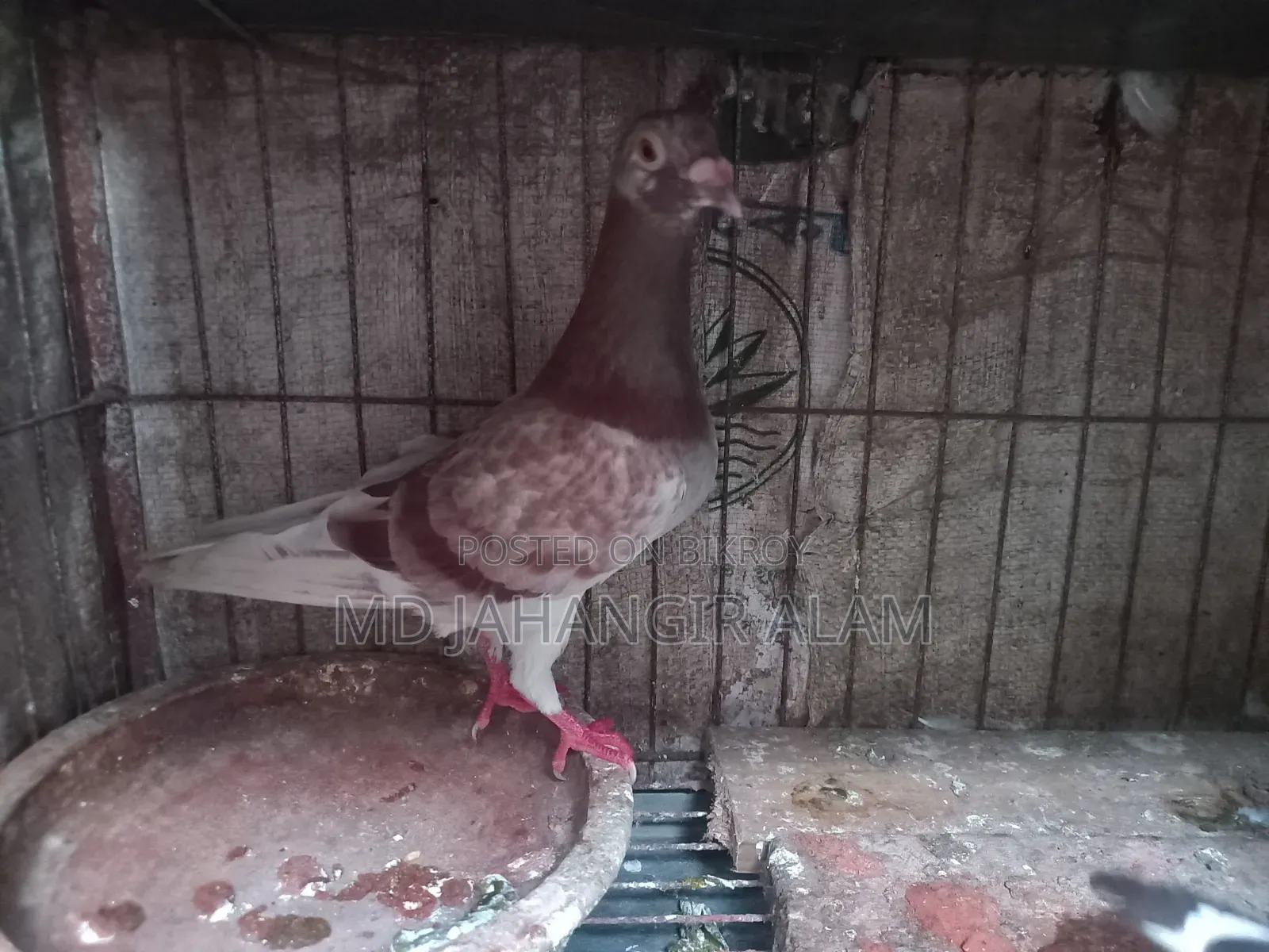 Racer Mily Pigeon