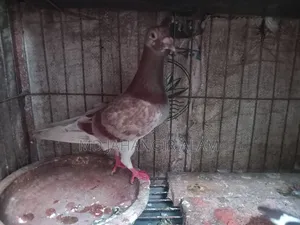 Racer Mily Pigeon