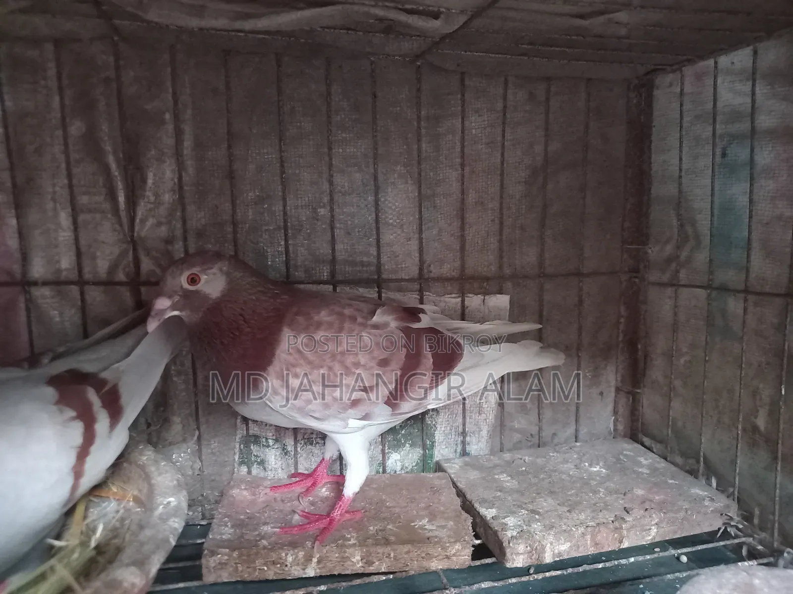 Racer Mily Pigeon