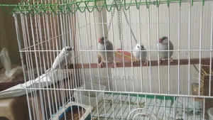 Java Finch Family Sale