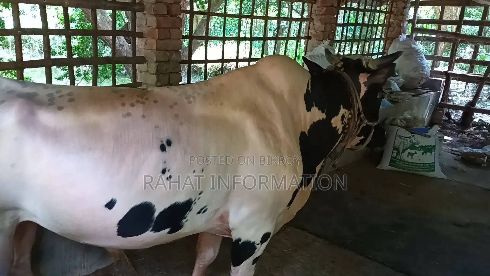 কোরবানির গরু Qurbani Cow